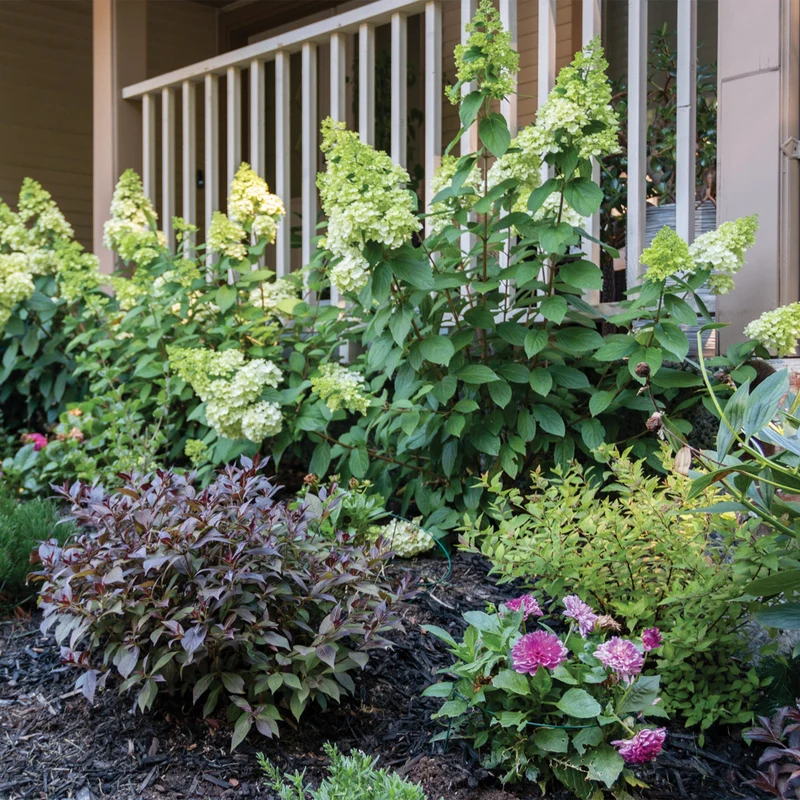 Hydrangea paniculata 'Moonrock®' – Hydrangée paniculée 'Moonrock'®