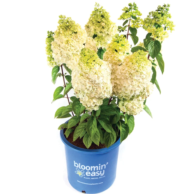 Hydrangea paniculata 'Moonrock®' – Hydrangée paniculée 'Moonrock'®