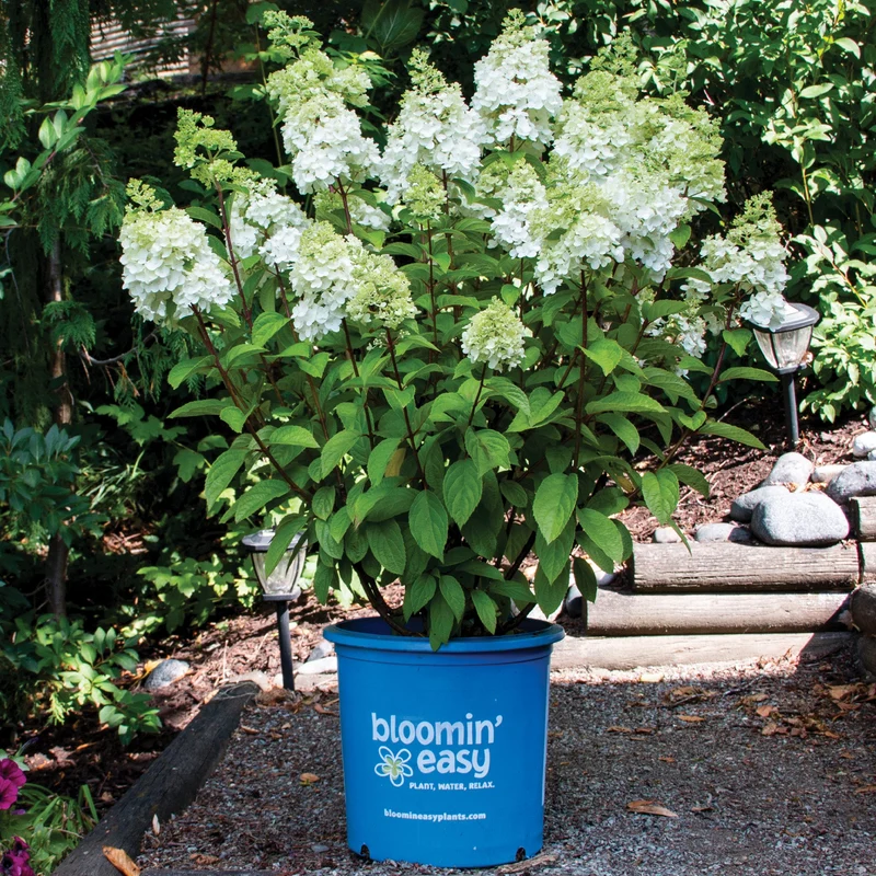 Hydrangea paniculata 'Moonrock®' – Hydrangée paniculée 'Moonrock'®