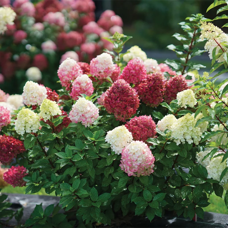 Hydrangea paniculata Little Lime Punch® - Hydrangée paniculée Little Lime Punch®
