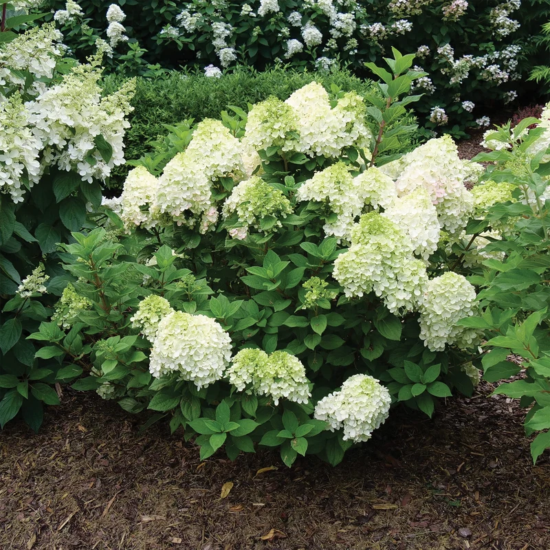 Hydrangea paniculata Little Lime Punch® - Hydrangée paniculée Little Lime Punch®