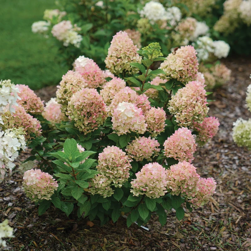 Hydrangea paniculata Little Lime Punch® - Hydrangée paniculée Little Lime Punch®