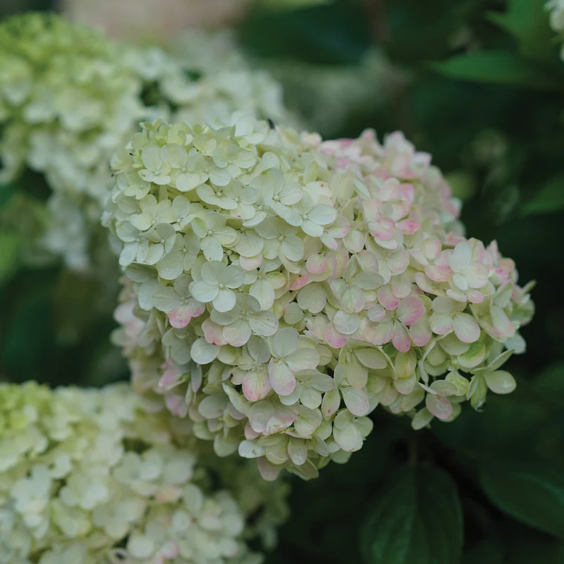 Hydrangea paniculata Little Lime Punch® - Hydrangée paniculée Little Lime Punch®