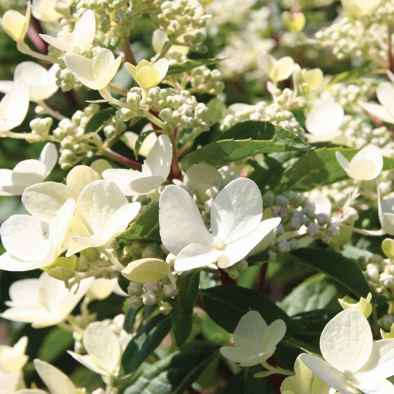 Hydrangea paniculata 'Fire And Ice' – Hydrangée paniculée 'Fire And Ice'