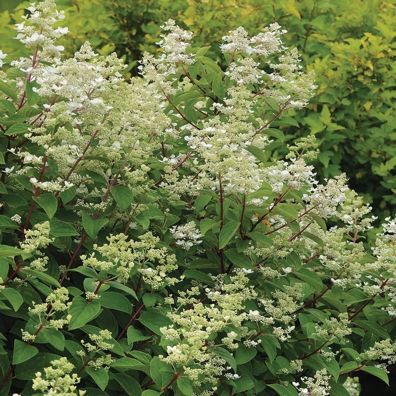 Hydrangea paniculata 'Fire And Ice' – Hydrangée paniculée 'Fire And Ice'