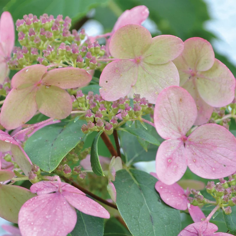 Hydrangea paniculata 'Fire And Ice' – Hydrangée paniculée 'Fire And Ice'