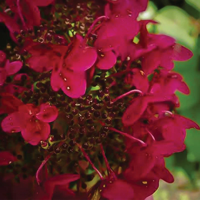Hydrangea paniculata 'Fire And Ice' – Hydrangée paniculée 'Fire And Ice'