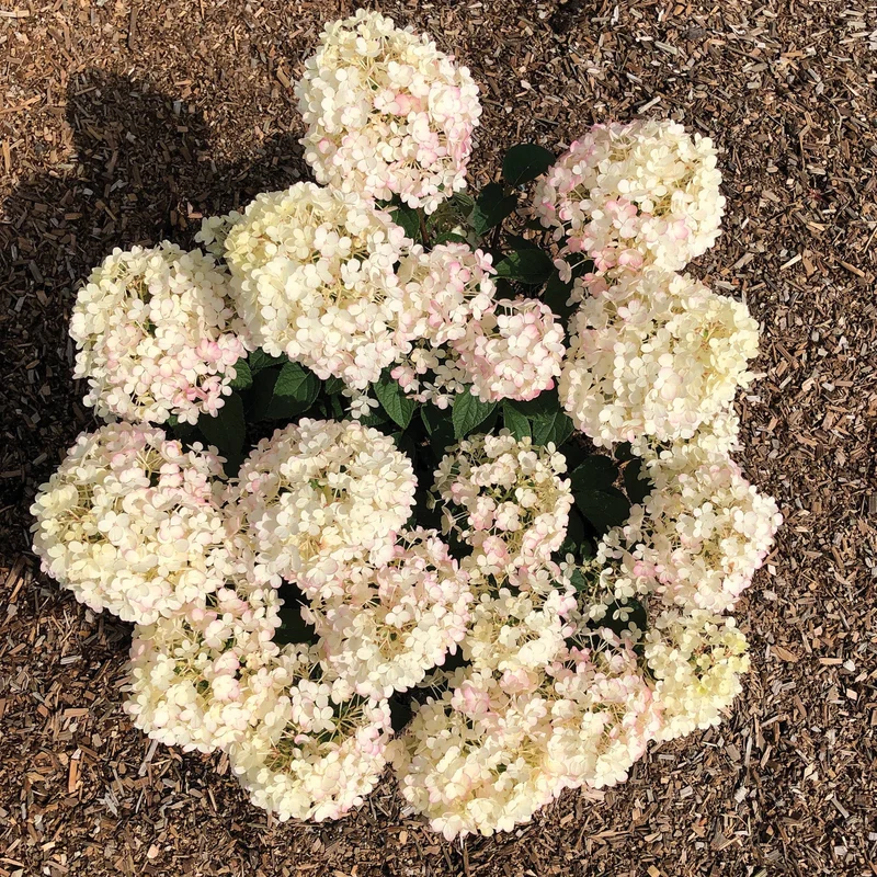 Hydrangée paniculée 'Dragon Baby'