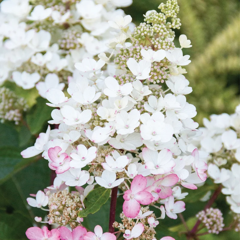 Hydrangea paniculata 'Candelabra®' – Hydrangée paniculée 'Candelabra®'