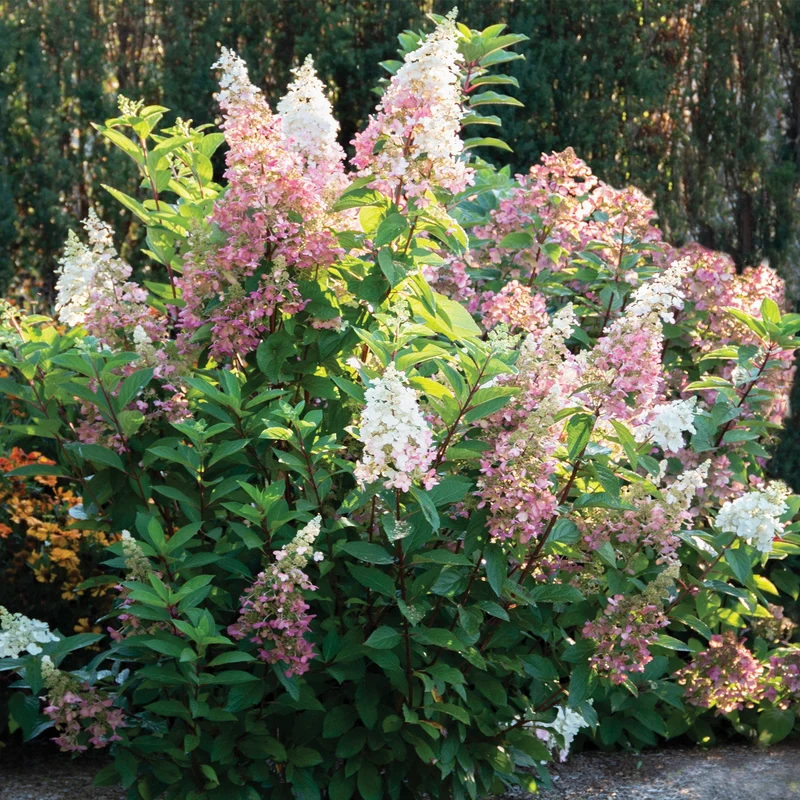 Hydrangea paniculata 'Candelabra®' – Hydrangée paniculée 'Candelabra®'