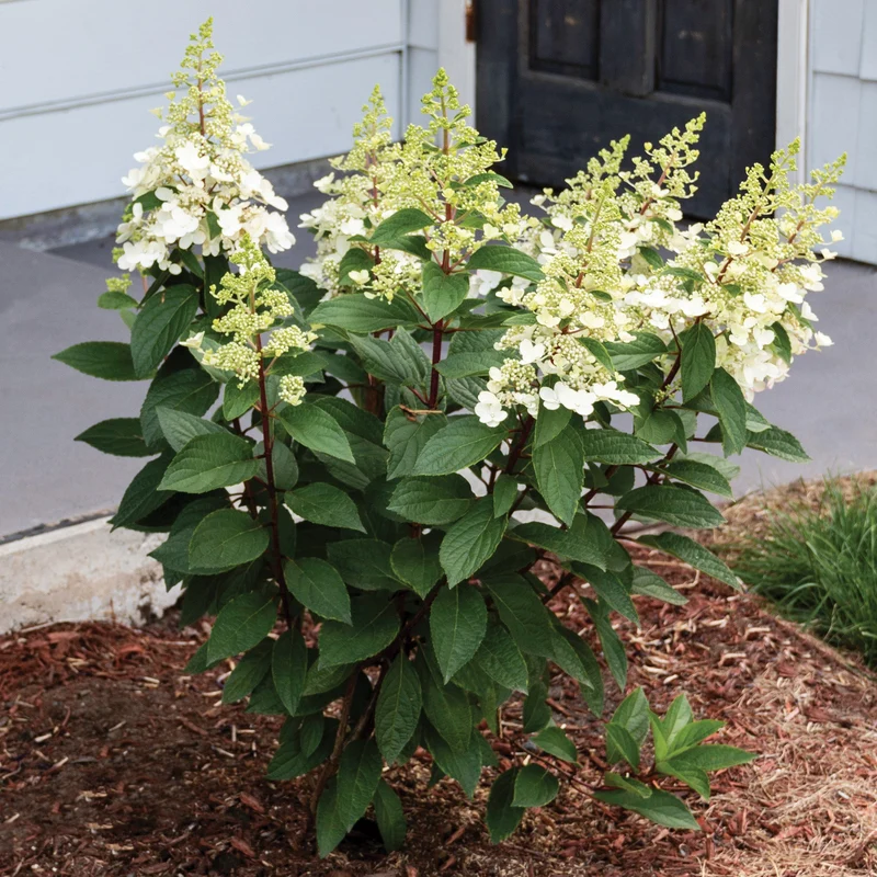 Hydrangea paniculata 'Candelabra®' – Hydrangée paniculée 'Candelabra®'