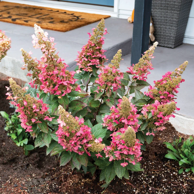Hydrangea paniculata 'Candelabra®' – Hydrangée paniculée 'Candelabra®'