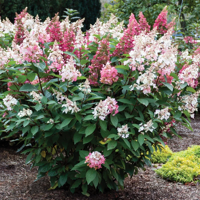 Hydrangea paniculata 'Candelabra®' – Hydrangée paniculée 'Candelabra®'