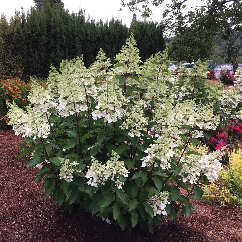 Hydrangea paniculata 'Candelabra®' – Hydrangée paniculée 'Candelabra®'