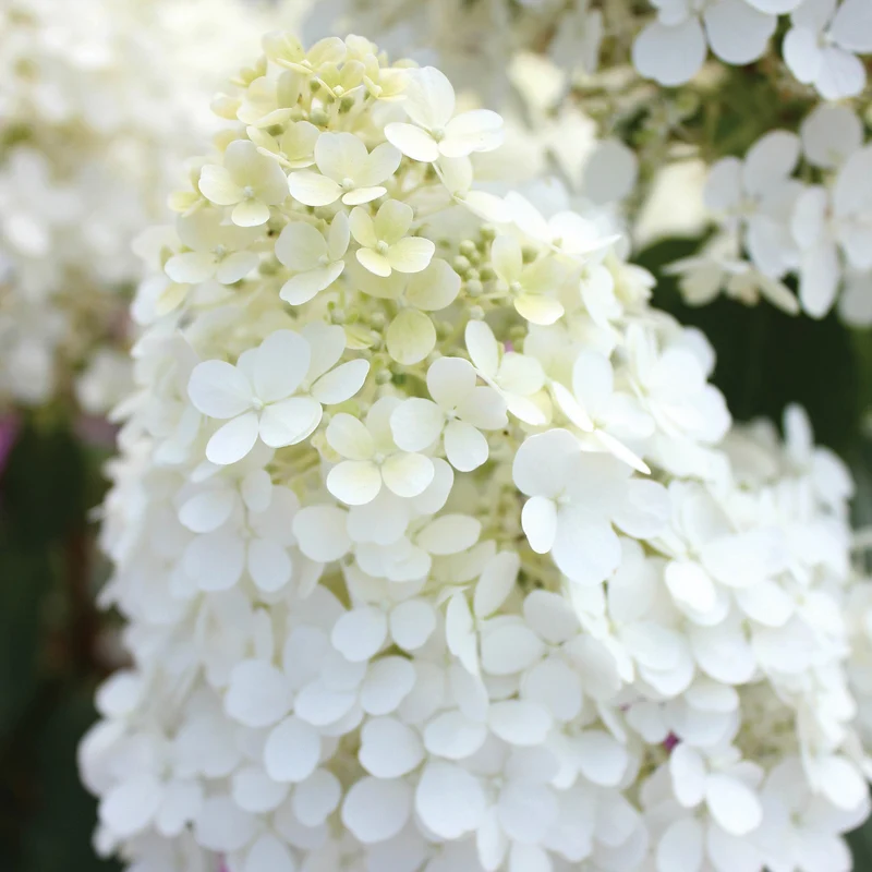 Hydrangea paniculata Bobo® - Hydrangée paniculée Bobo®