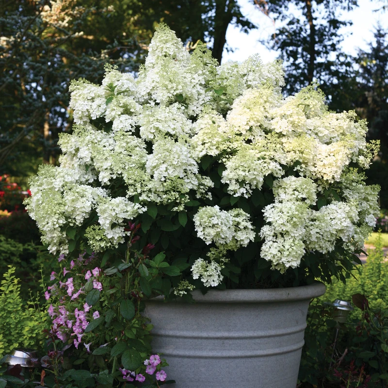 Hydrangea paniculata Bobo® - Hydrangée paniculée Bobo®
