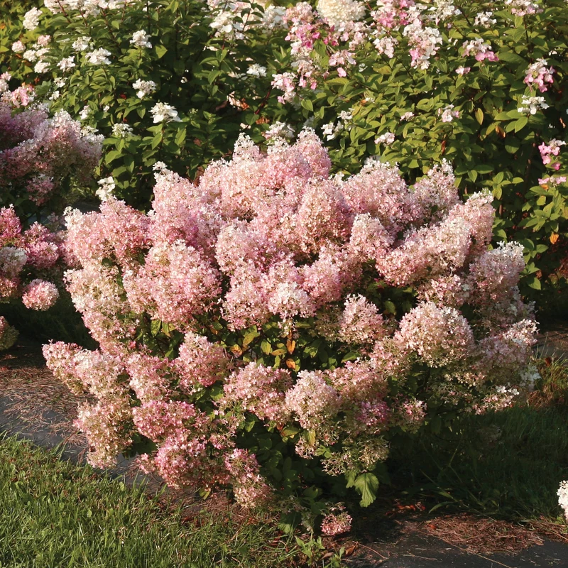 Hydrangea paniculata Bobo® - Hydrangée paniculée Bobo®