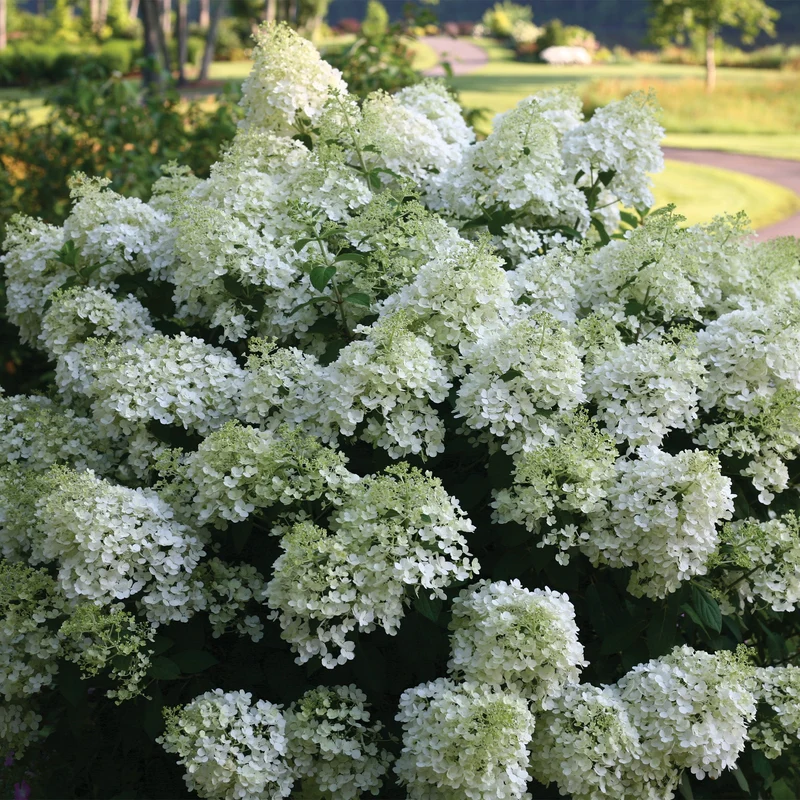 Hydrangea paniculata Bobo® - Hydrangée paniculée Bobo®