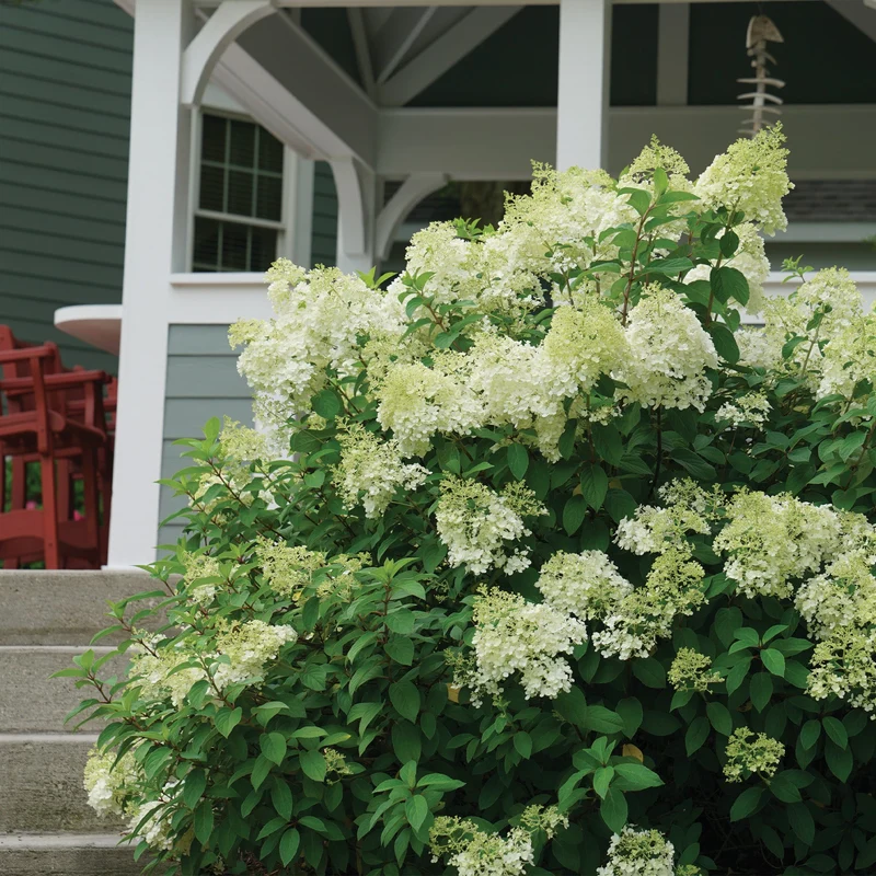 Hydrangea paniculata Bobo® - Hydrangée paniculée Bobo®