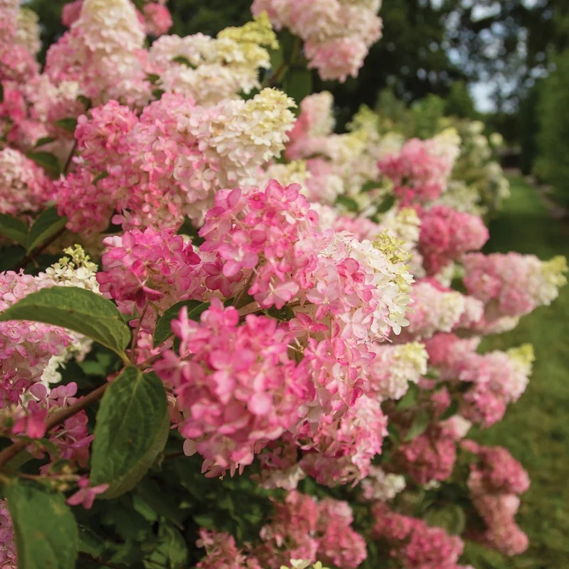 Hydrangea paniculata Berry White® – Hydrangée 'Berry White'