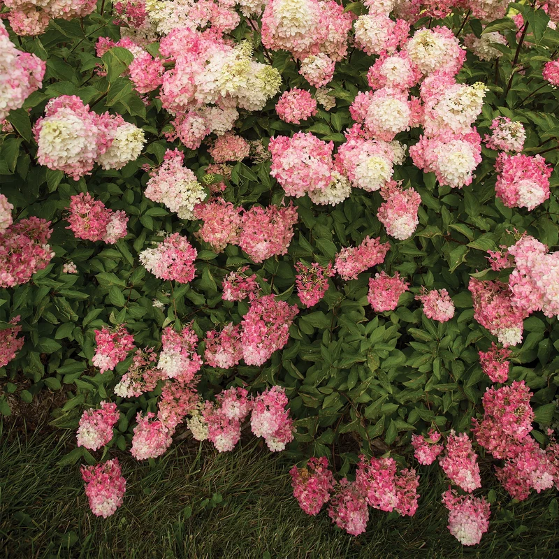 Hydrangea paniculata Berry White® – Hydrangée 'Berry White'