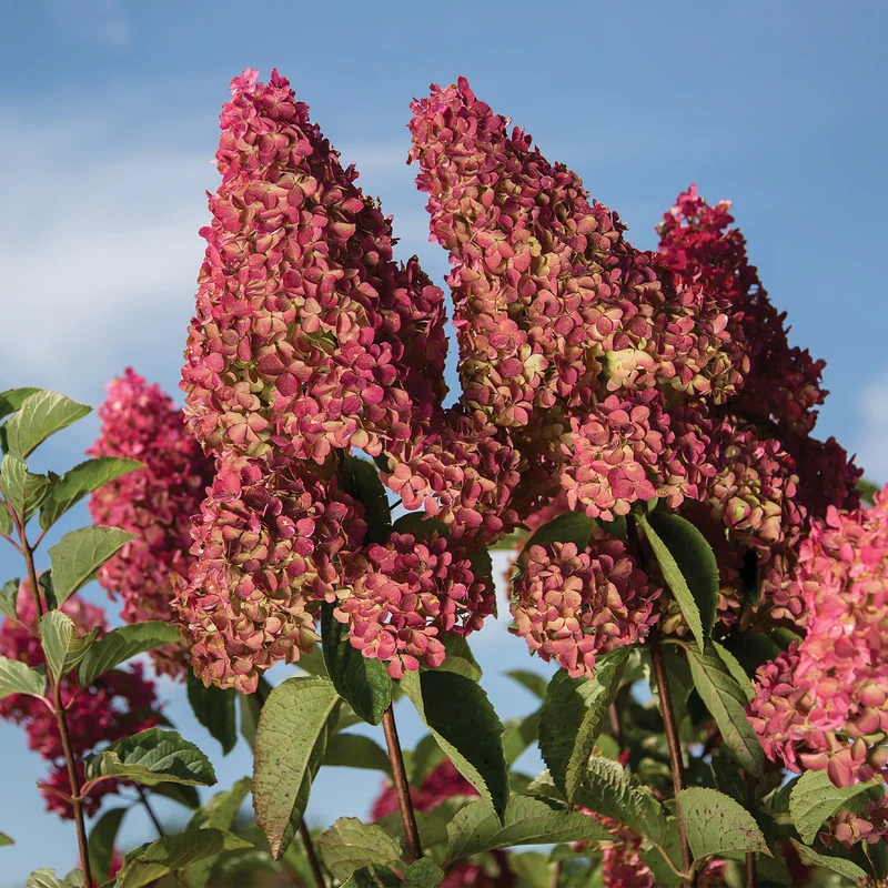 Hydrangea paniculata Berry White® – Hydrangée 'Berry White'