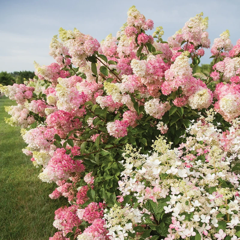 Hydrangea paniculata Berry White® – Hydrangée 'Berry White'