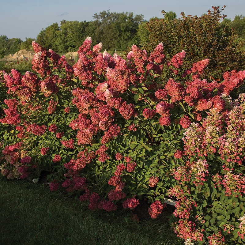 Hydrangea paniculata Berry White® – Hydrangée 'Berry White'