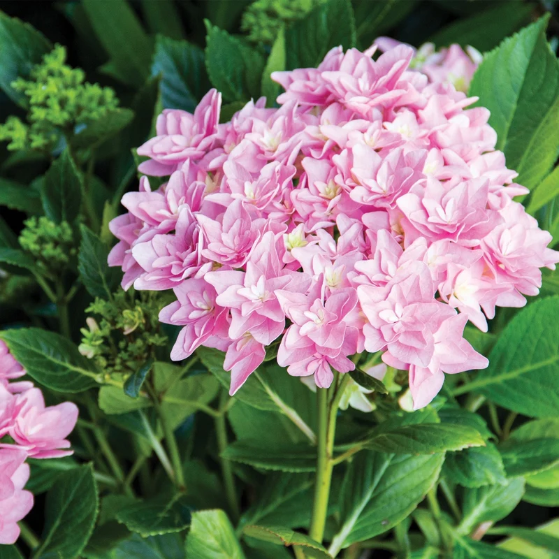 Hydrangea macrophylla 'Starfield™' - Hydrangée à grandes feuilles STARFIELD™