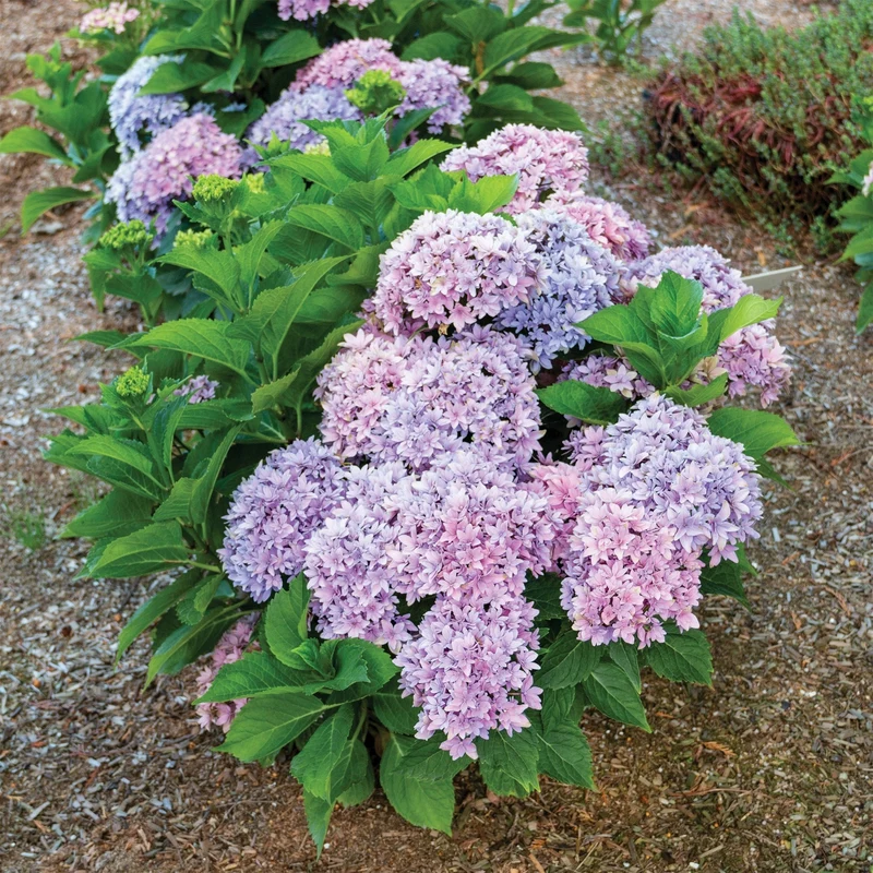 Hydrangea macrophylla 'Starfield™' - Hydrangée à grandes feuilles STARFIELD™