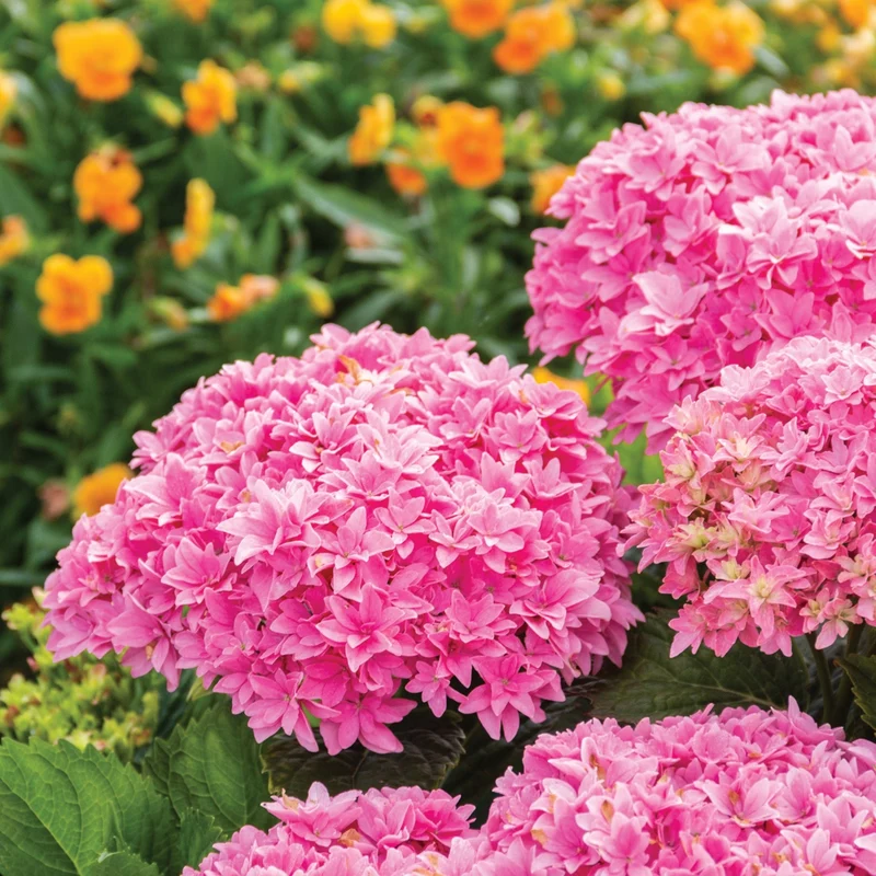 Hydrangea macrophylla 'Starfield™' - Hydrangée à grandes feuilles STARFIELD™