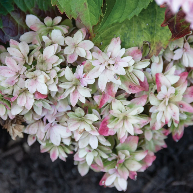 Hydrangea macrophylla 'Starfield™' - Hydrangée à grandes feuilles STARFIELD™