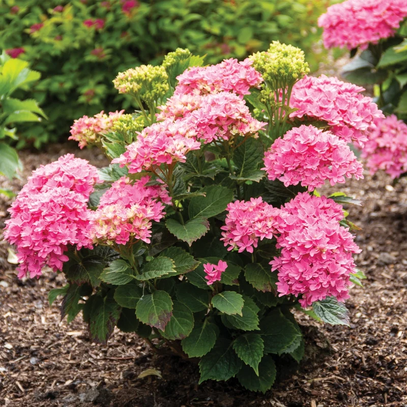 Hydrangea macrophylla 'Starfield™' - Hydrangée à grandes feuilles STARFIELD™