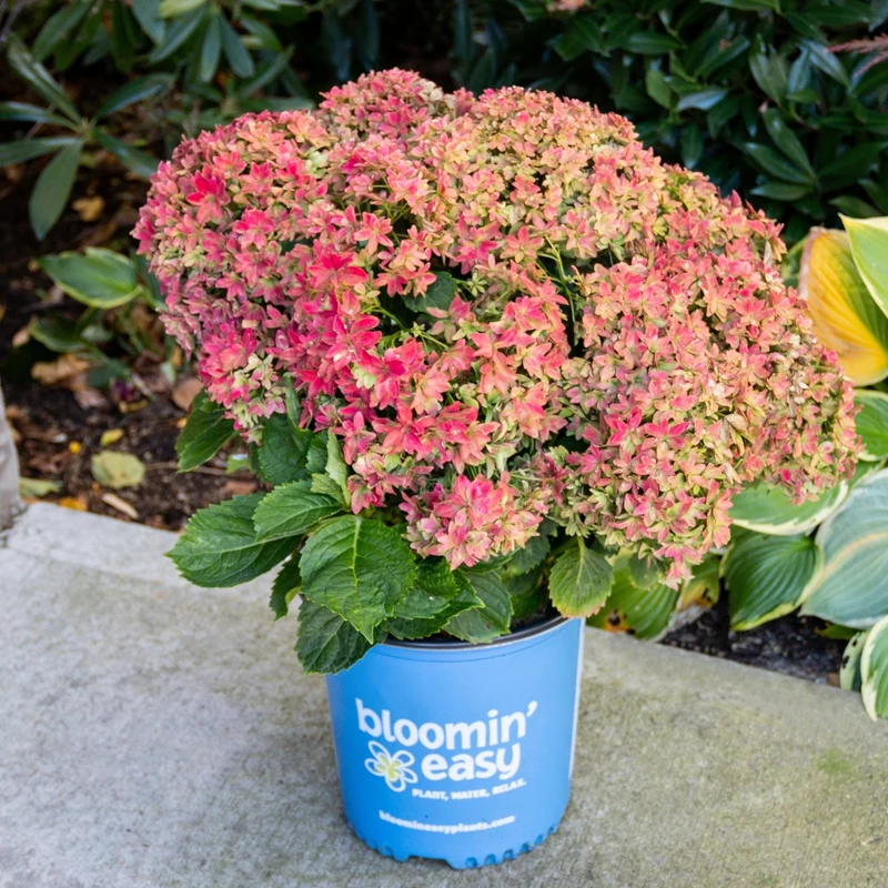 Hydrangea macrophylla 'Starfield™' - Hydrangée à grandes feuilles STARFIELD™