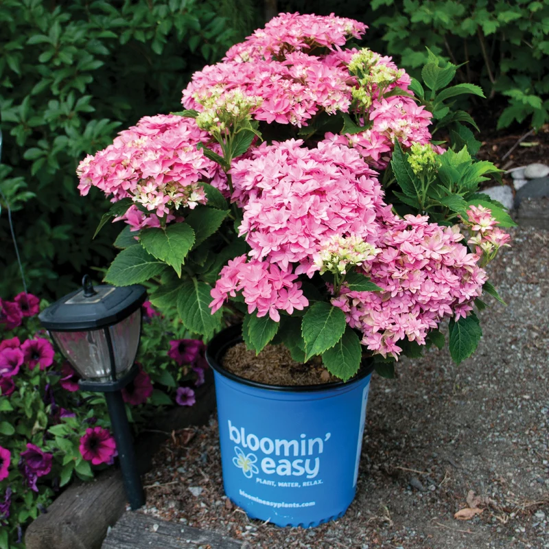 Hydrangea macrophylla 'Starfield™' - Hydrangée à grandes feuilles STARFIELD™