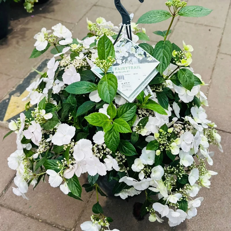 Hydrangea x FAIRYTRAIL BRIDE® - Hydrangée cascade