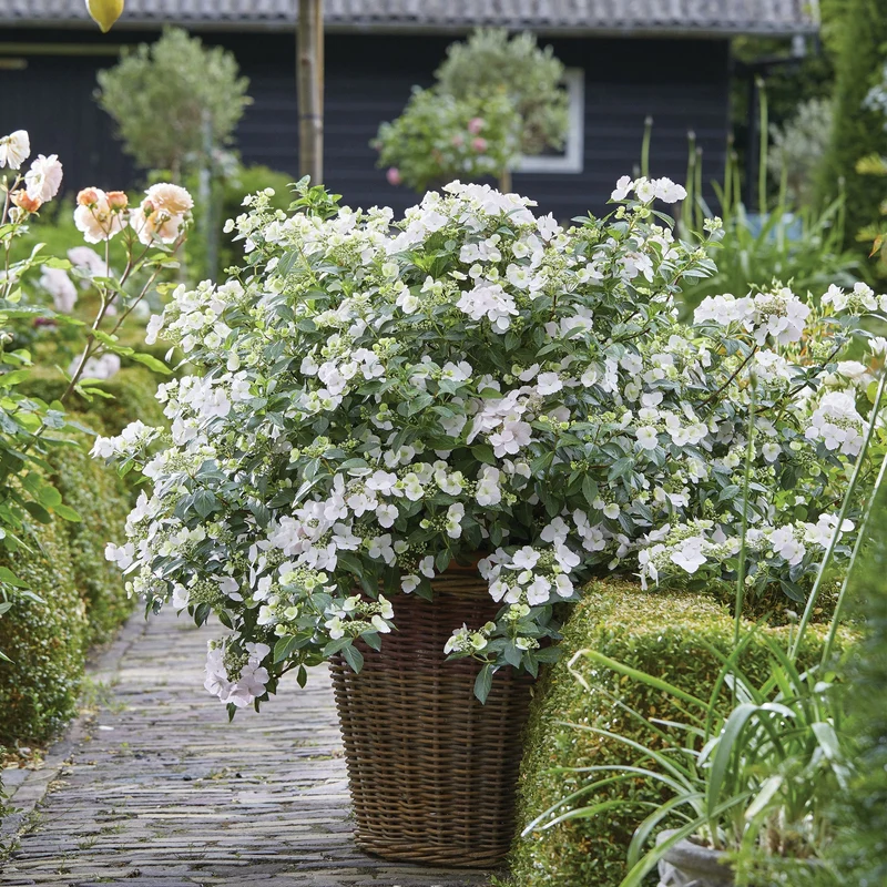 Hydrangea x FAIRYTRAIL BRIDE® - Hydrangée cascade