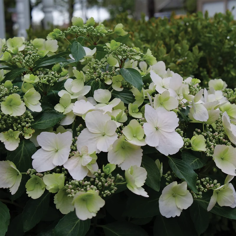 Hydrangea x FAIRYTRAIL BRIDE® - Hydrangée cascade