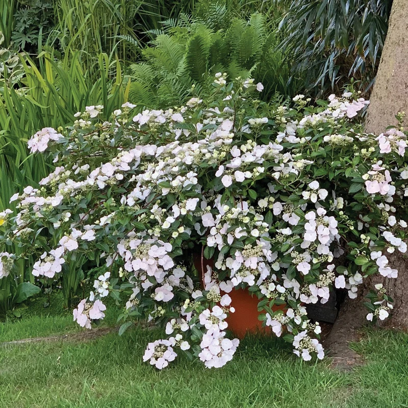 Hydrangea x FAIRYTRAIL BRIDE® - Hydrangée cascade