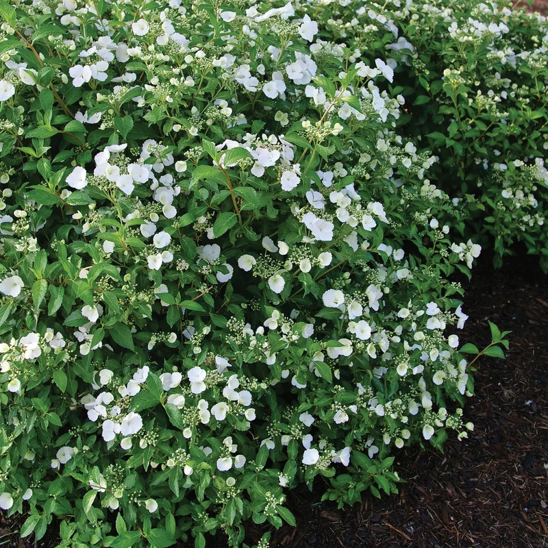 Hydrangea x FAIRYTRAIL BRIDE® - Hydrangée cascade