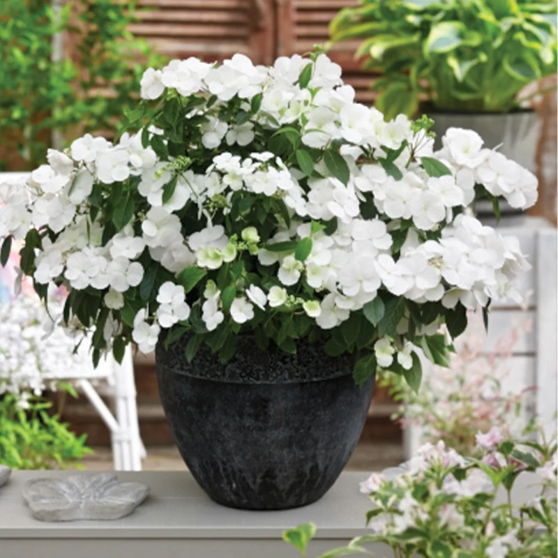 Hydrangea x FAIRYTRAIL BRIDE® - Hydrangée cascade