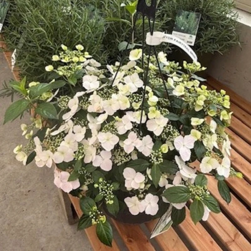 Hydrangea x FAIRYTRAIL BRIDE® - Hydrangée cascade