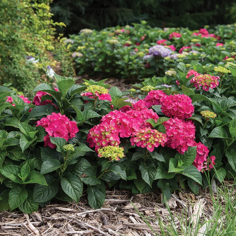 Hydrangea macrophylla Endless Summer® Summer Crush® - Hydrangée à grandes feuilles
