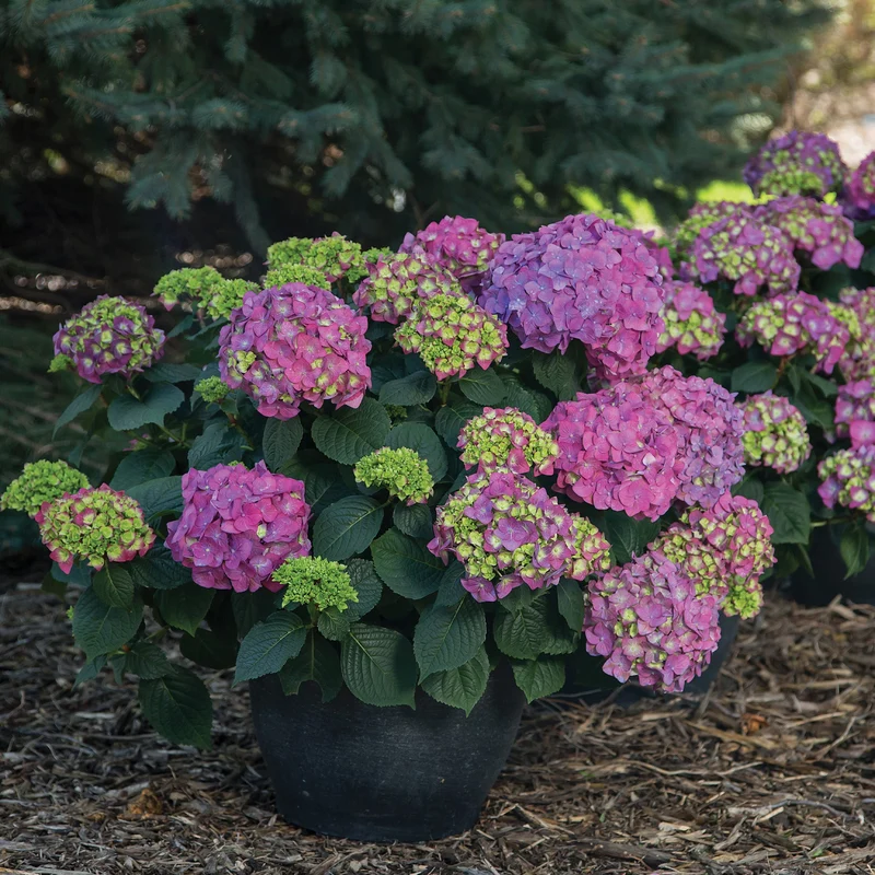 Hydrangea macrophylla Endless Summer® Summer Crush® - Hydrangée à grandes feuilles