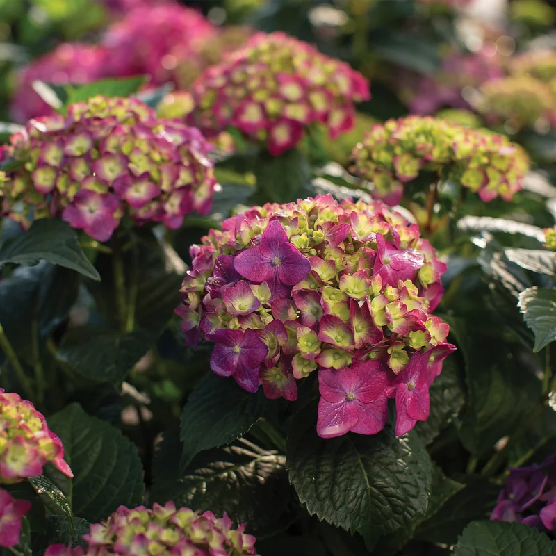 Hydrangea macrophylla Endless Summer® Summer Crush® - Hydrangée à grandes feuilles