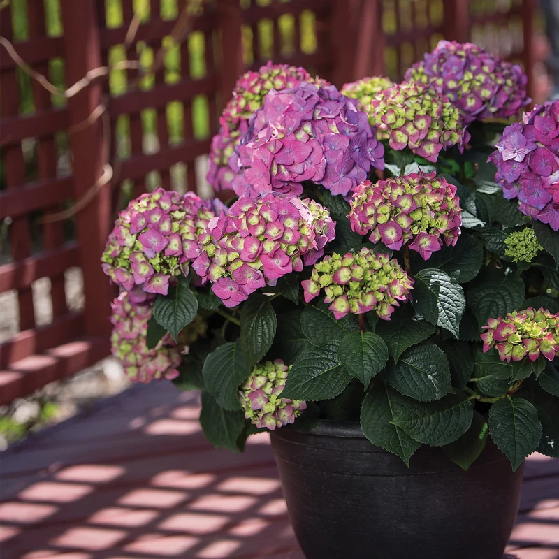 Hydrangea macrophylla Endless Summer® Summer Crush® - Hydrangée à grandes feuilles