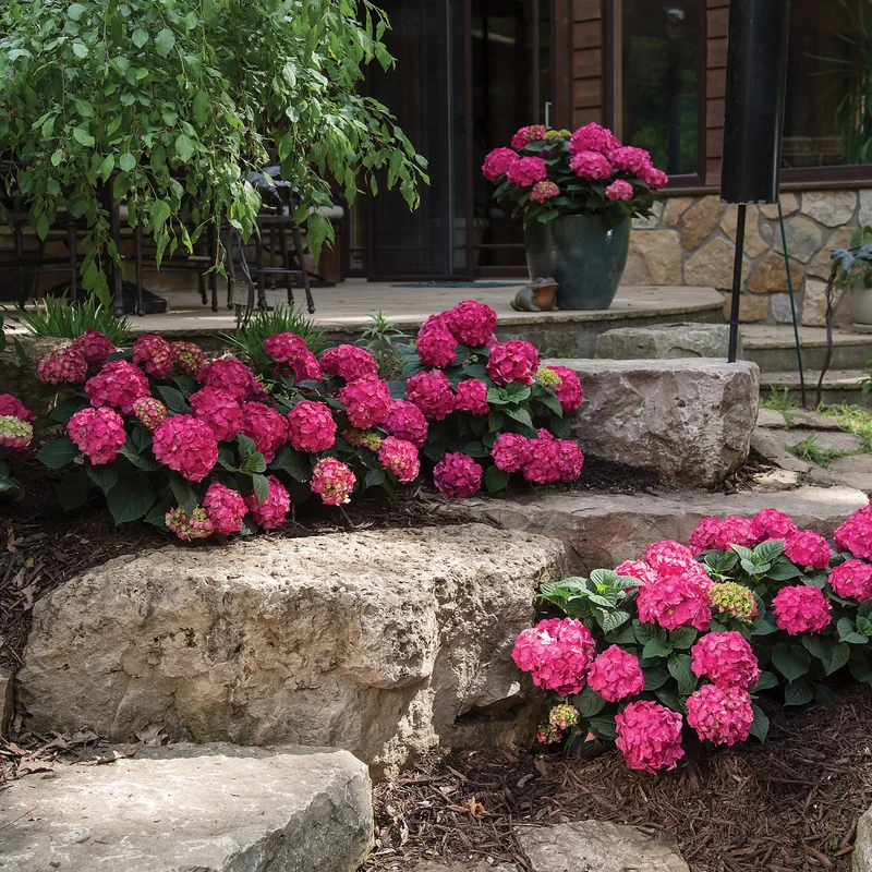Hydrangea macrophylla Endless Summer® Summer Crush® - Hydrangée à grandes feuilles
