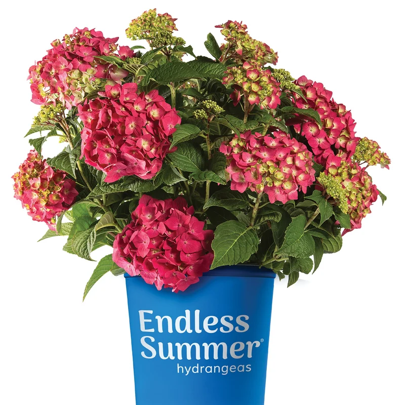Hydrangea macrophylla Endless Summer® Summer Crush® - Hydrangée à grandes feuilles