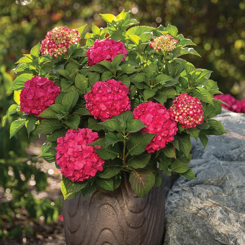 Hydrangea macrophylla Endless Summer® Summer Crush® - Hydrangée à grandes feuilles