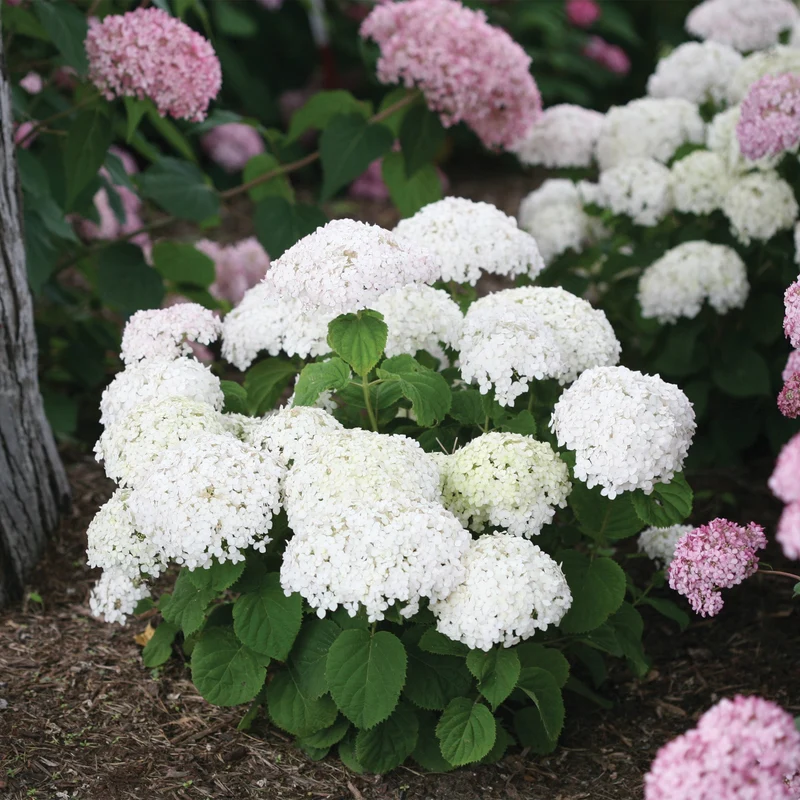 Hydrangée arborescente 'Wee White'
